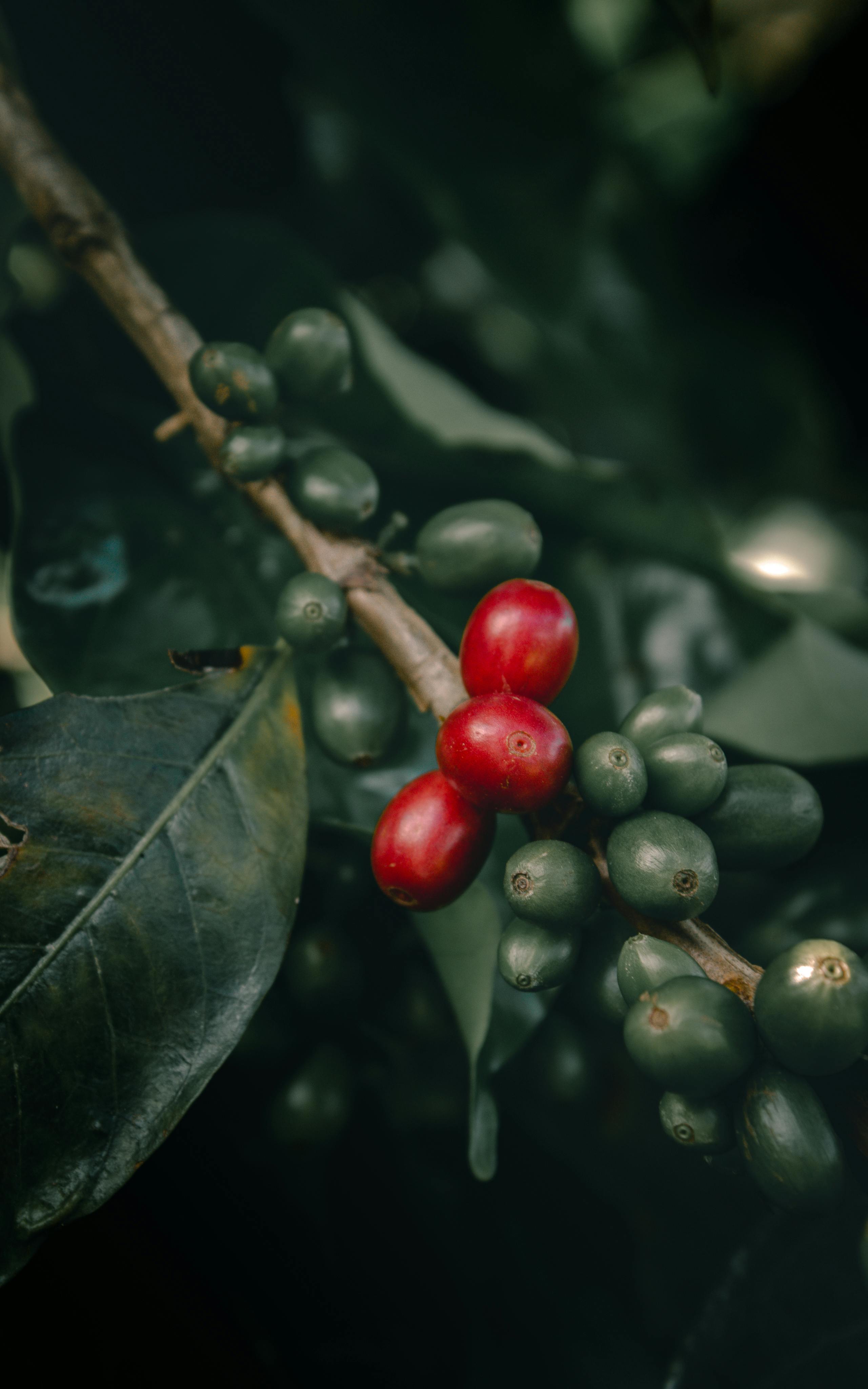Indonesian green coffee beans