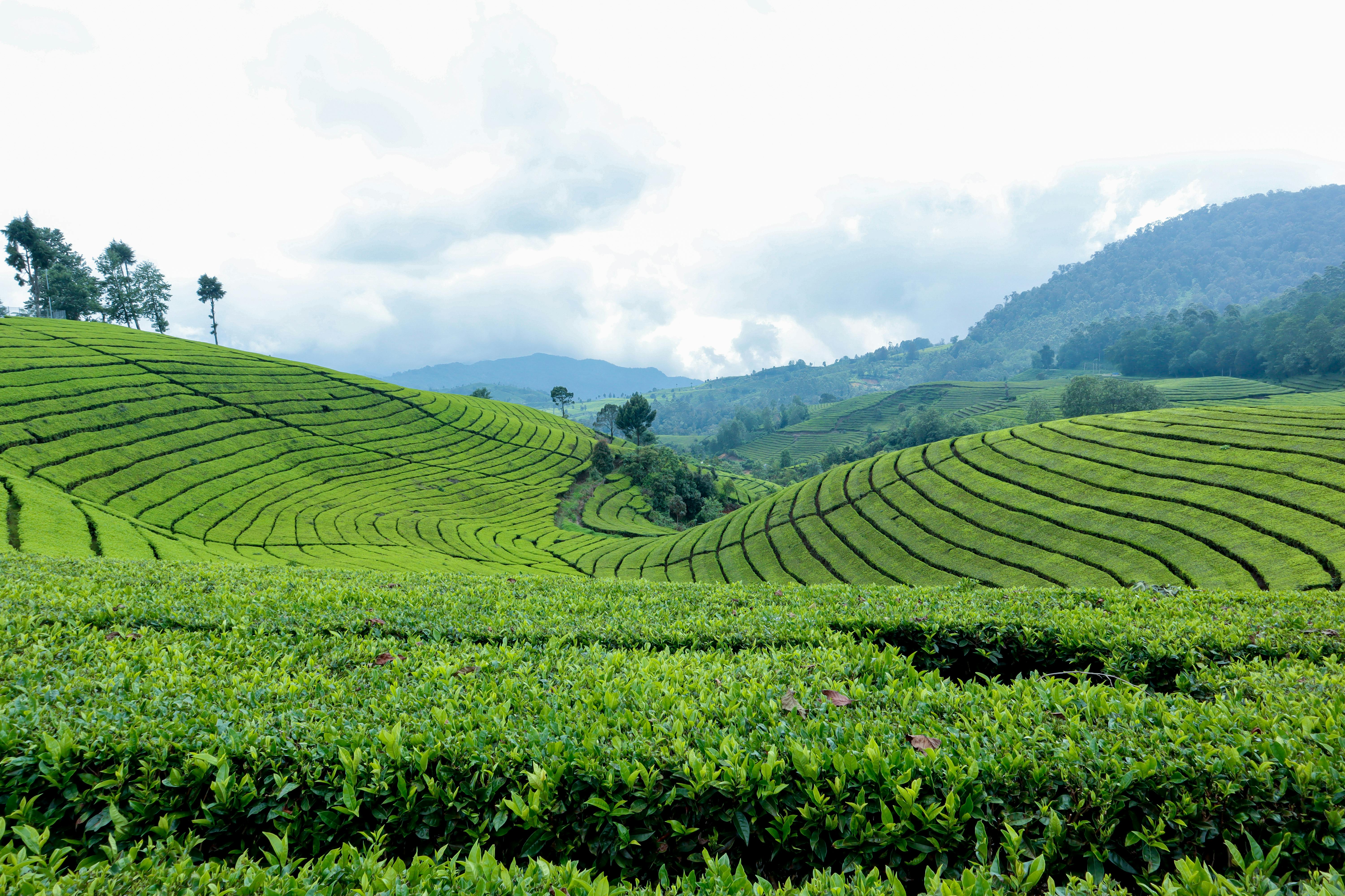 Indonesian tea leaves